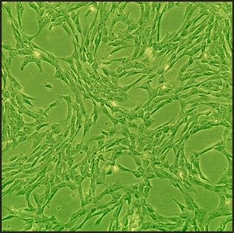 cnc sigma cell|Canine Chondrocytes: CnC (Cryovial) .